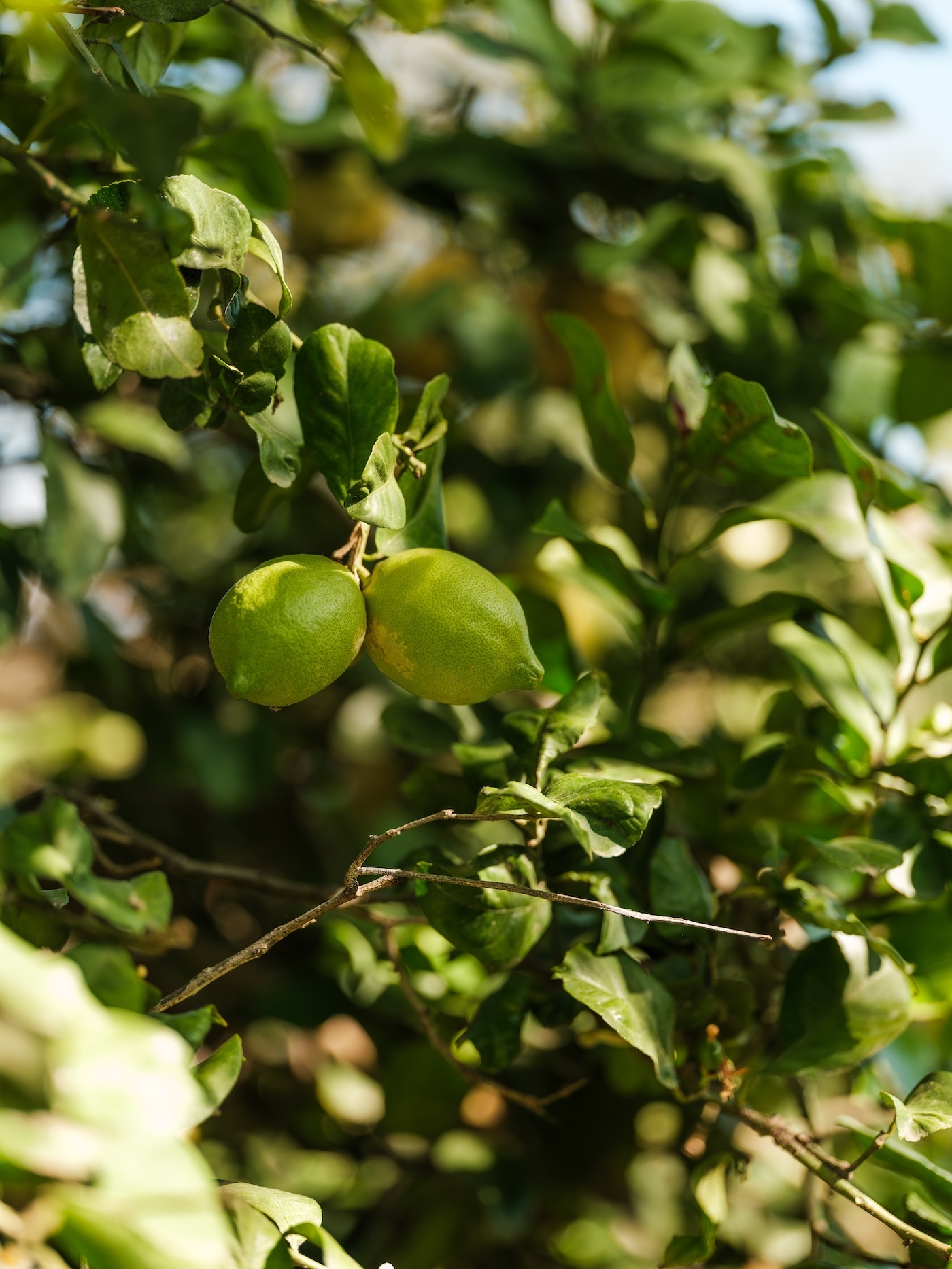 limes growing at Cantina