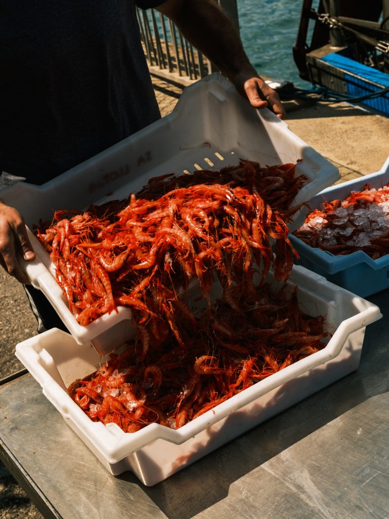 A tray of freshly caught prawns being sifted through